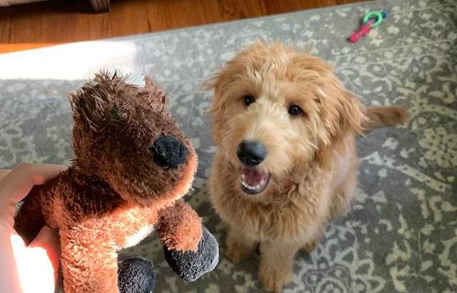 Dog Watches As Dad Saves His Favorite Toy With A Surgery