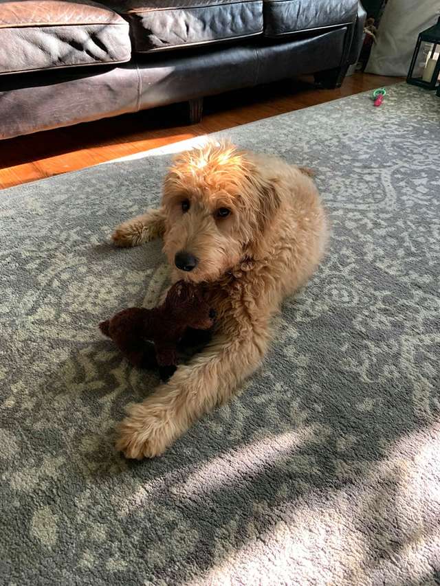 Dog Watches As Dad Saves His Favorite Toy With A Surgery