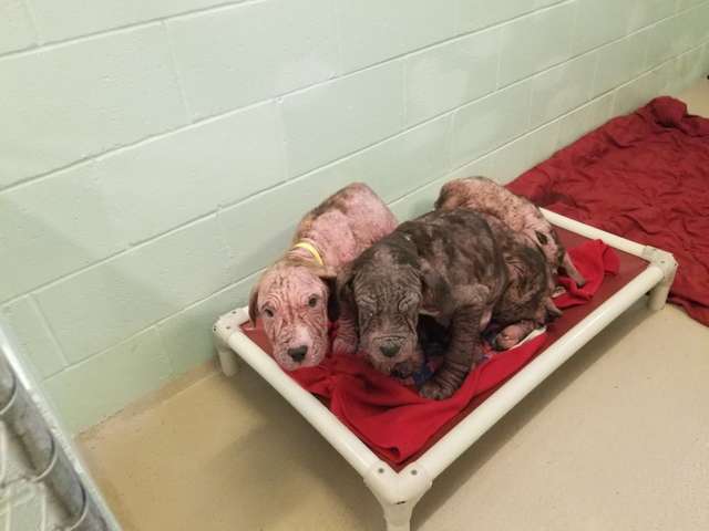 puppies were suffering from conditions 