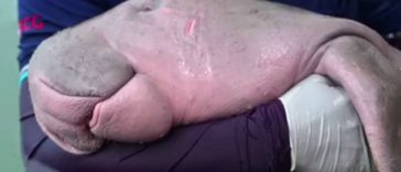 Rescued Baby Dugong Gives Its Rescuers Big Hugs