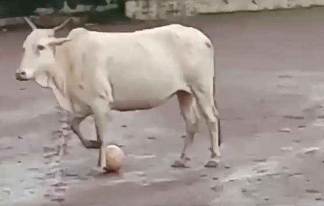 bull kicks Football