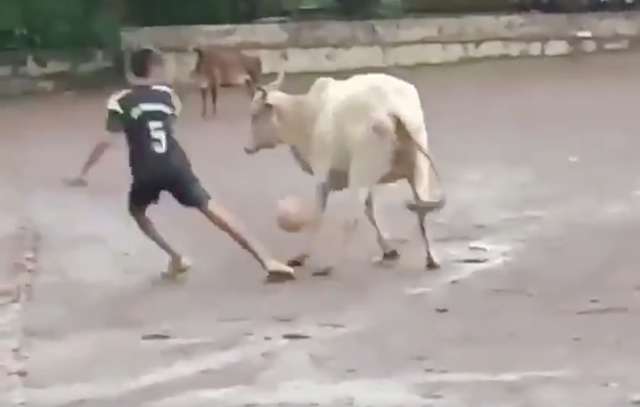 bull playing football
