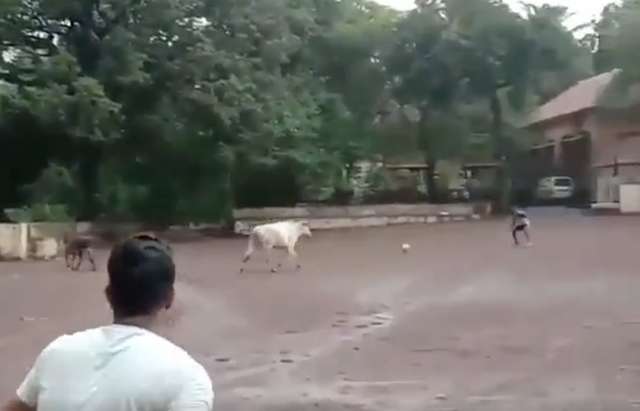 bull runs toward Football