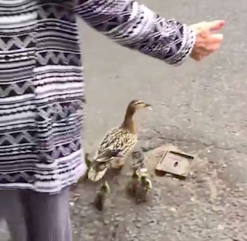 A whole group of kind people stops the traffic on a busy street for one sweet reason