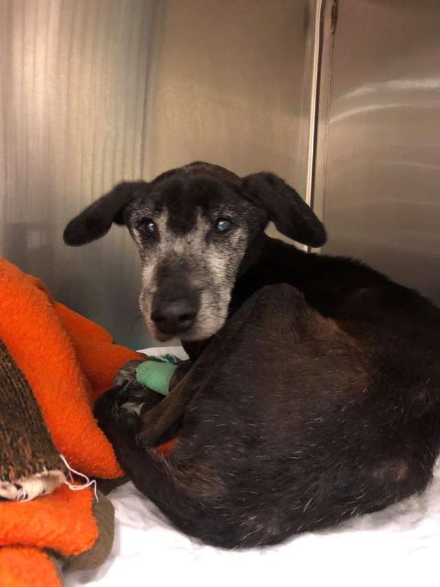 Neglected senior dog seized by Georgia police and had his tumor removed