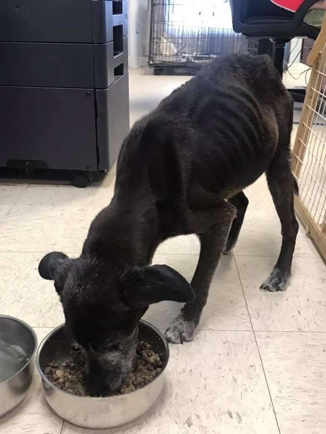 Neglected senior dog seized by Georgia police and had his tumor removed