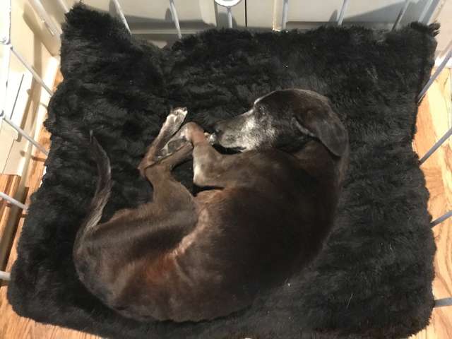 Neglected senior dog seized by Georgia police and had his tumor removed