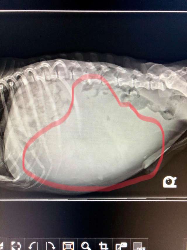 Neglected senior dog seized by Georgia police and had his tumor removed