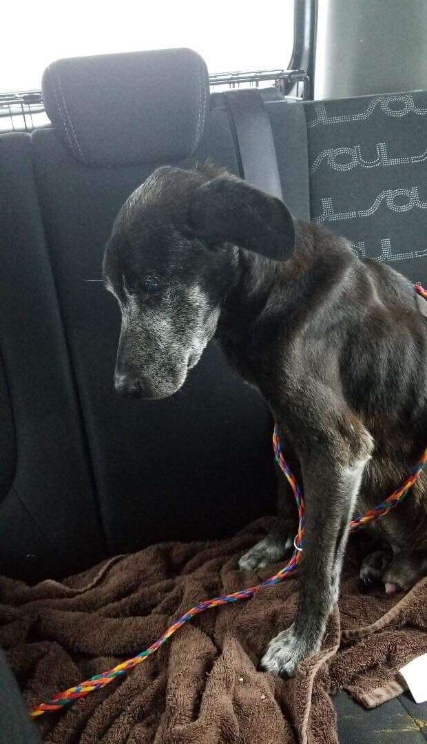 Neglected senior dog seized by Georgia police and had his tumor removed