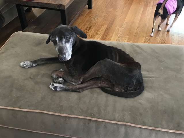 Neglected senior dog seized by Georgia police and had his tumor removed