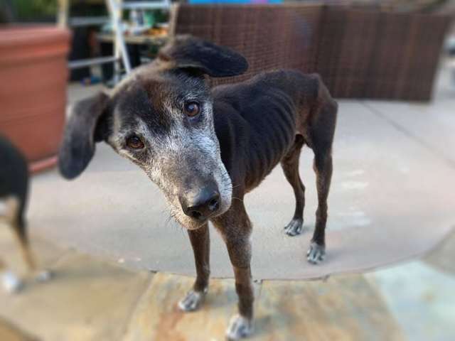 Neglected senior dog seized by Georgia police and had his tumor removed