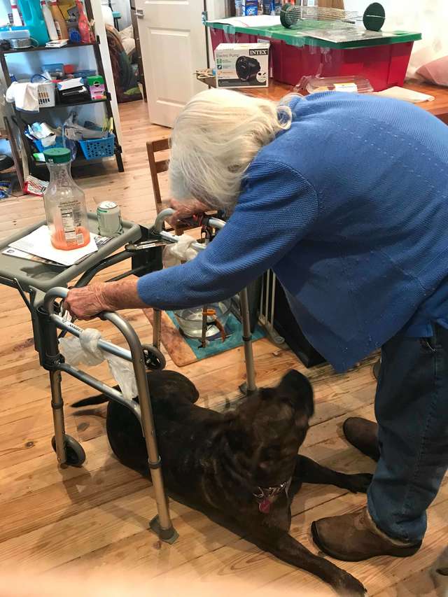Old Women Looks Towards Pitbull Dog