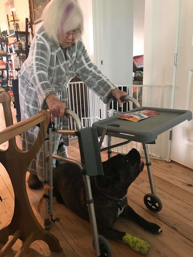 Pitbull Protects Grandma By Walking Alongside Her To ensure Her Safety