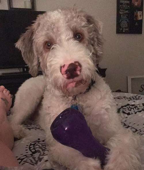 Dog is in disbelief for his owners brought a new dog without asking him