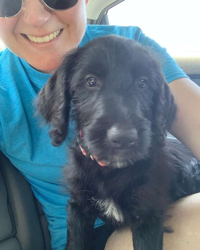 Dog is in disbelief for his owners brought a new dog without asking him