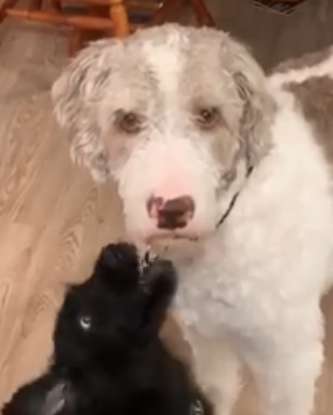 Dog is in disbelief for his owners brought a new dog without asking him