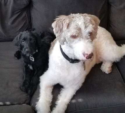 Dog is in disbelief for his owners brought a new dog without asking him