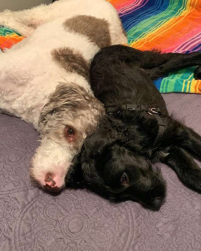 Dog is in disbelief for his owners brought a new dog without asking him