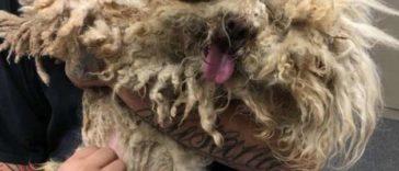 Stray Dog Finally Feels Relaxed and happy After Getting His matted Fur Removed