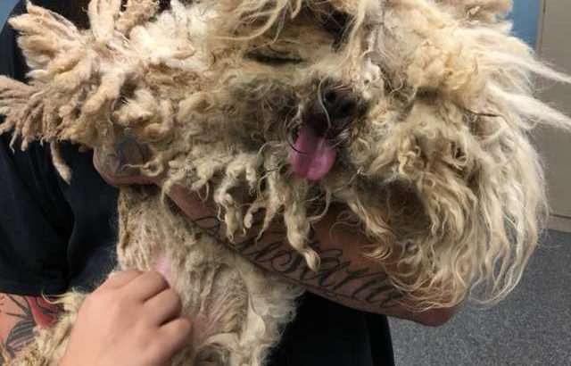 Stray Dog Finally Feels Relaxed and happy After Getting His matted Fur Removed