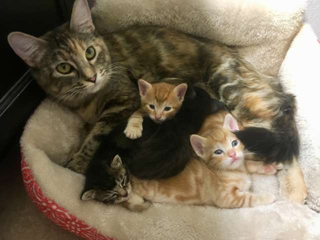 A dog mom takes care of the tiny kittens like her own