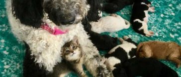 A dog mom takes care of the tiny kittens like her own