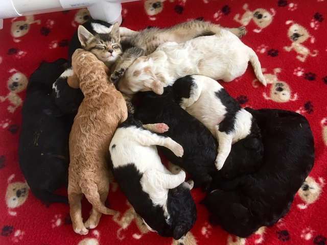 A dog mom takes care of the tiny kittens like her own
