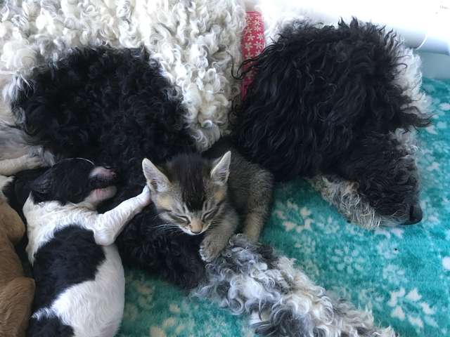 A dog mom takes care of the tiny kittens like her own
