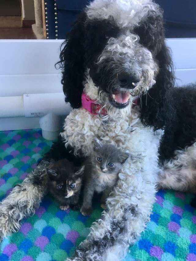 A dog mom takes care of the tiny kittens like her own