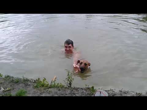 Dog Sees A Man 'Drowning' In The Pond And Jumps To Save Him
