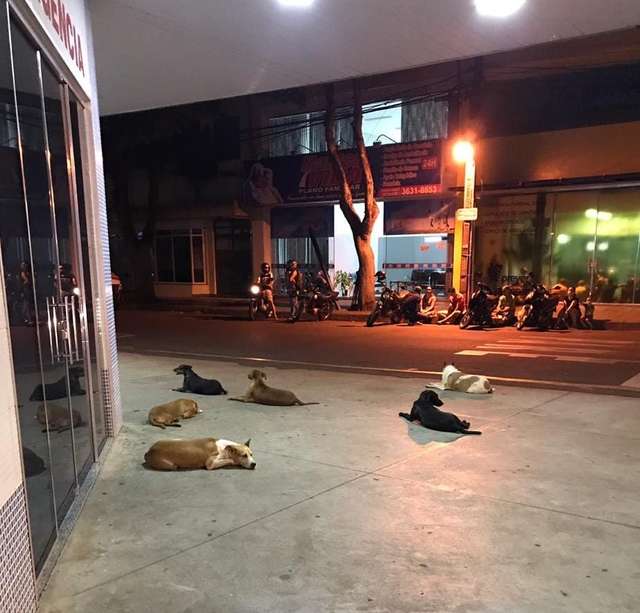dogs lying down on road