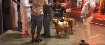 Faithful dogs wait patiently for their homeless sick owner outside of a hospital in Brazil