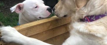 A Cute Love Story Between Lola, a Golden Retriever, and Loki, A Staffordshire terrier