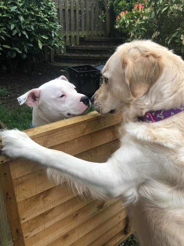 friendship between the two dogs