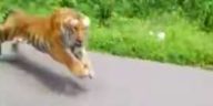 Motorcyclists manage to keep their calm even after a tiger chases after them