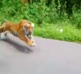 Wild Tiger Attacks on People