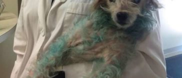 A small blind senior and blue dog was rescued off the streets