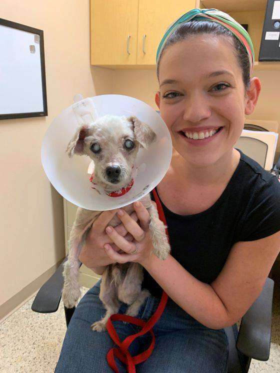 A small blind senior and blue dog was rescued off the streets