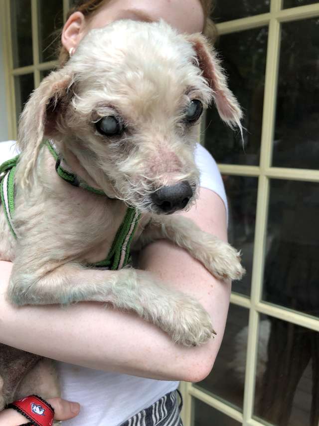 A small blind senior and blue dog was rescued off the streets