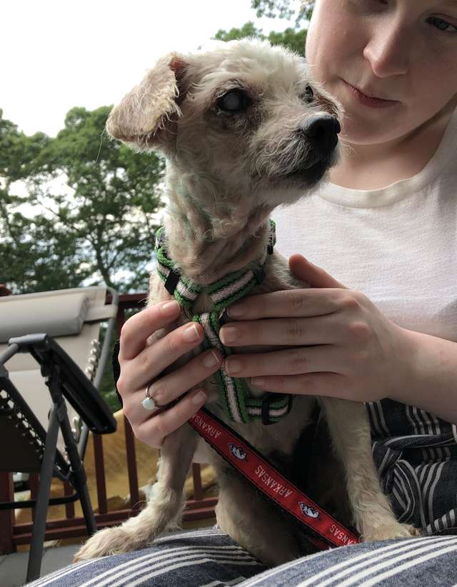 A small blind senior and blue dog was rescued off the streets