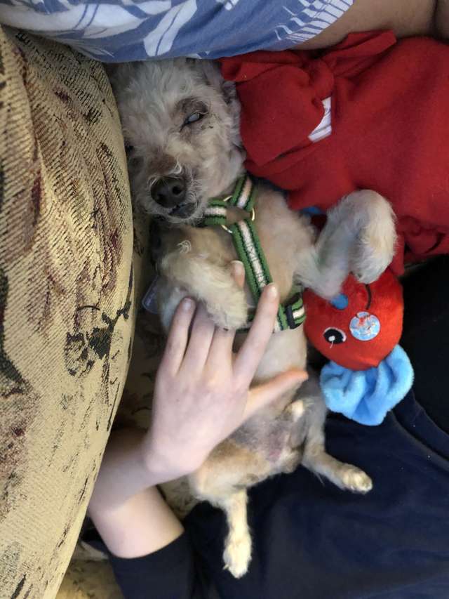 A small blind senior and blue dog was rescued off the streets