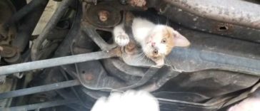 A Stray Tiny Kitten Gets Herself Stuck Underneath A Car