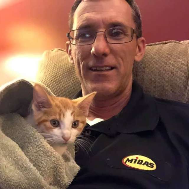 Kitten in protection