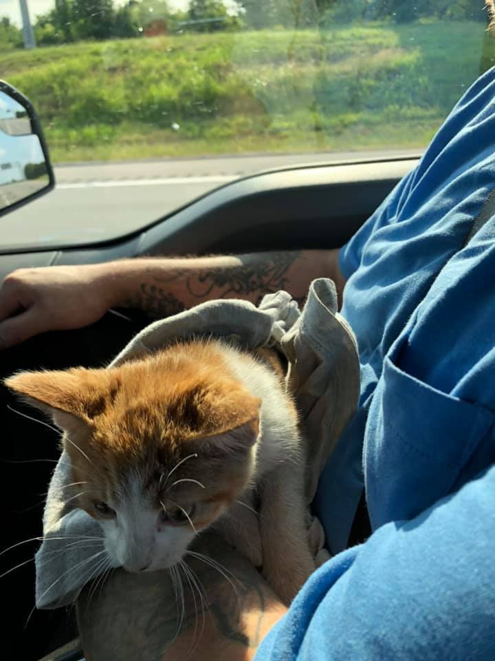 A Stray Tiny Kitten Gets Herself Stuck Underneath A Car - Love Your Pet ...