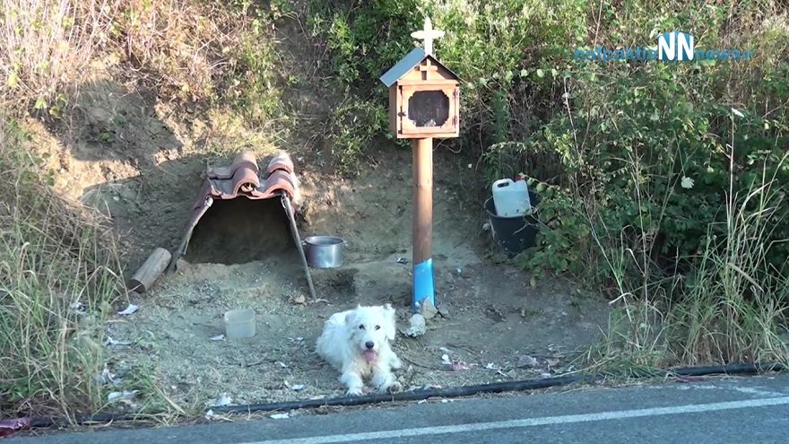 Owner died 18 months ago in a car crash but loyal dog is not willing to let go of the crash site, people help by building him a home there