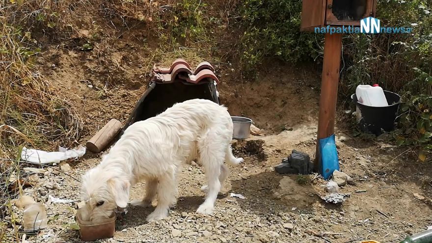 Owner died 18 months ago in a car crash but loyal dog is not willing to let go of the crash site, people help by building him a home there