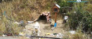 Owner died 18 months ago in a car crash but loyal dog is not willing to let go of the crash site, people help by building him a home there