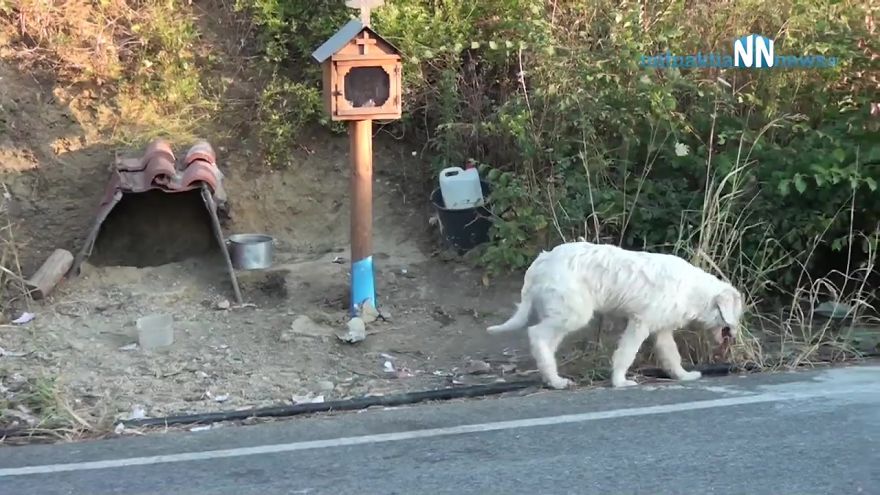 Owner died 18 months ago in a car crash but loyal dog is not willing to let go of the crash site, people help by building him a home there