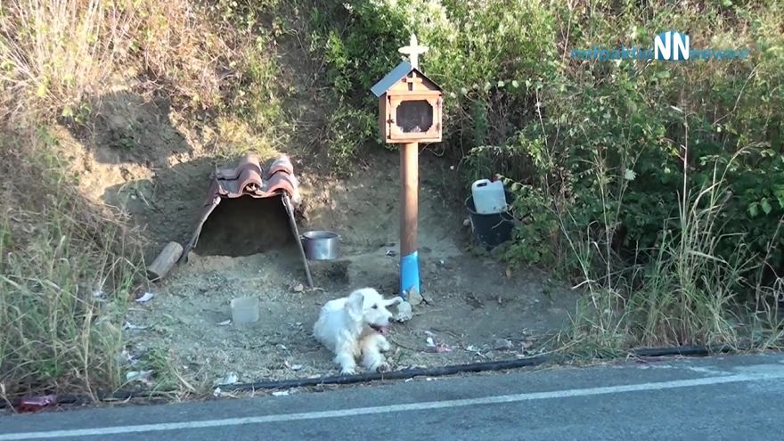 Owner died 18 months ago in a car crash but loyal dog is not willing to let go of the crash site, people help by building him a home there