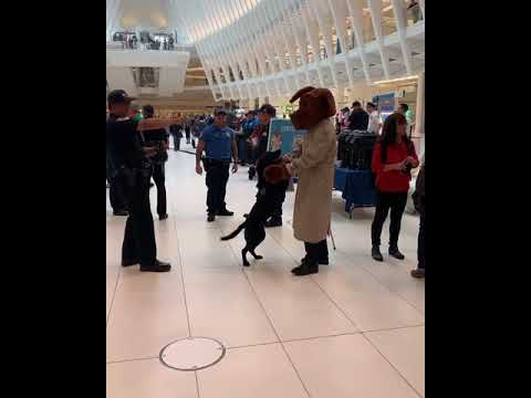 Police dog meets McGruff the Crime Dog in real life and is overjoyed to see him
